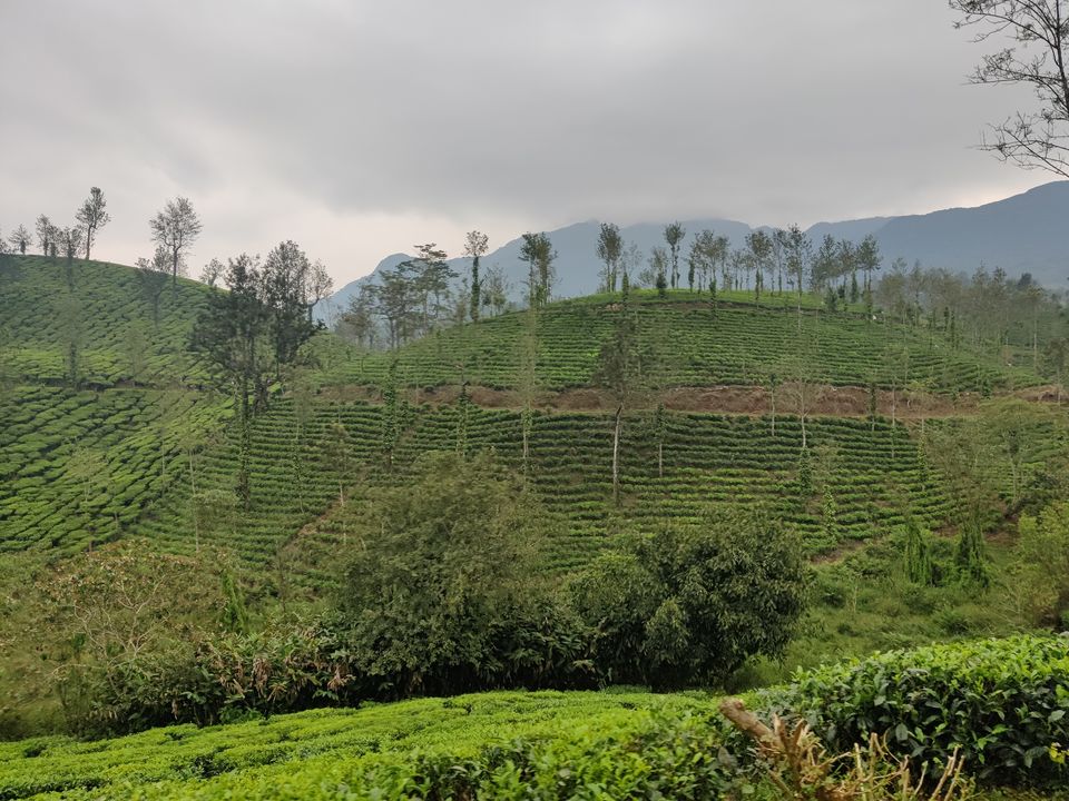 Photo of Wayanad: Green Paradise in God's own country "Kerala" by Shantavi Singbal