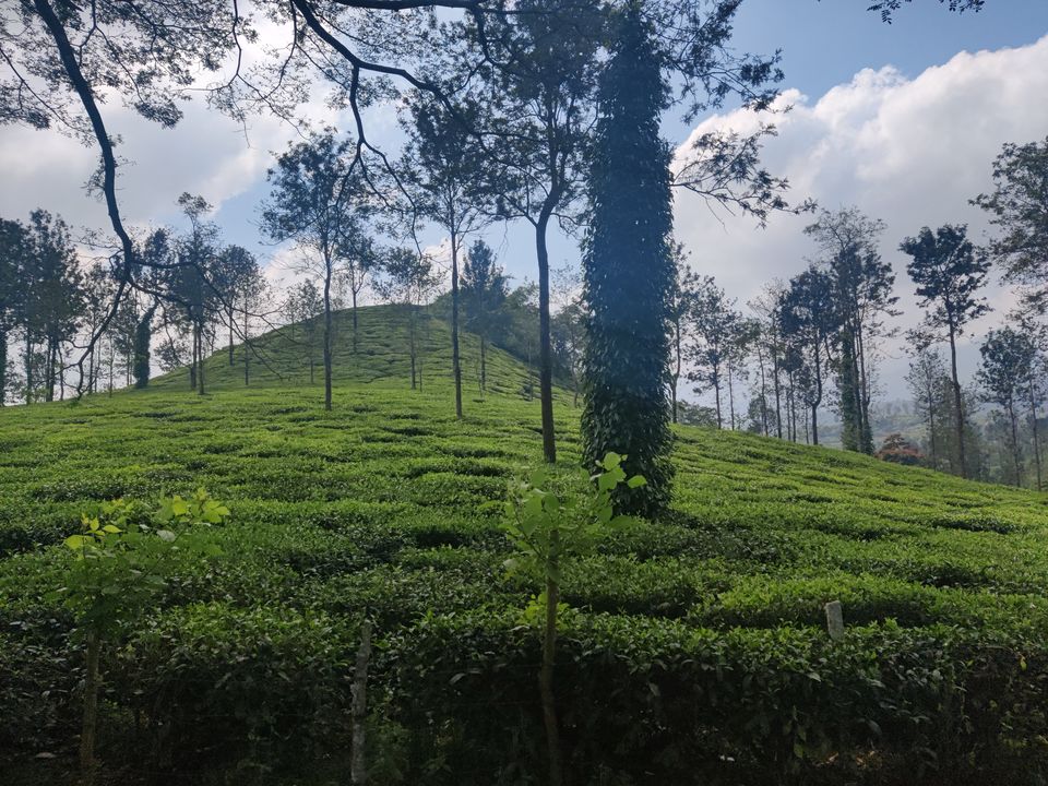 Photo of Wayanad: Green Paradise in God's own country "Kerala" by Shantavi Singbal