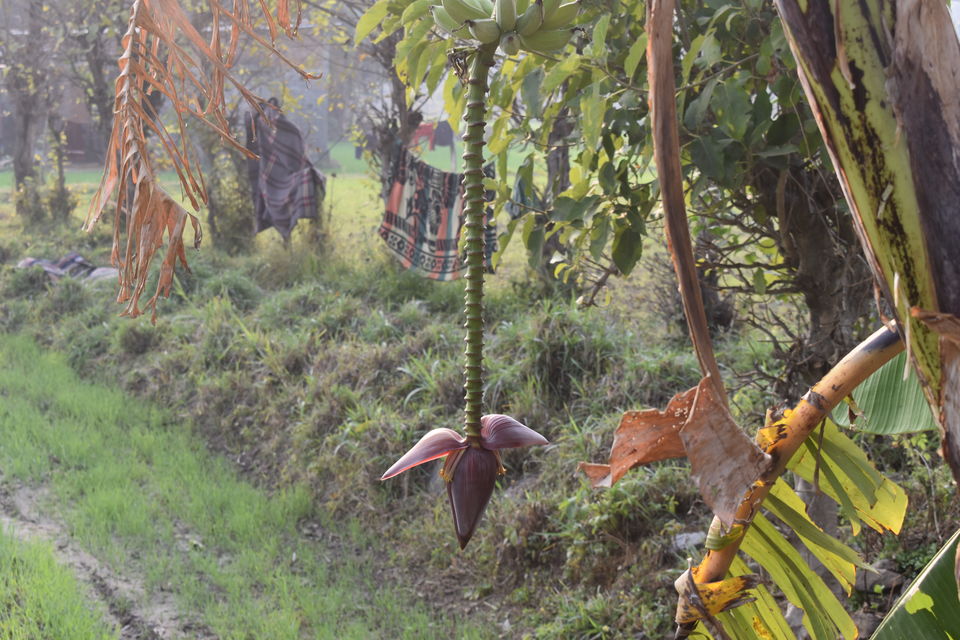 Photo of A Jim Corbett Staycation through Villotale. by KAUSTUBH DESHMUKH
