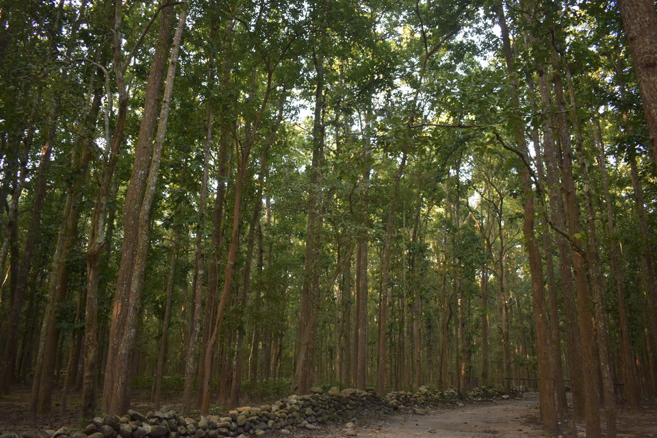 Photo of A Jim Corbett Staycation through Villotale. by KAUSTUBH DESHMUKH