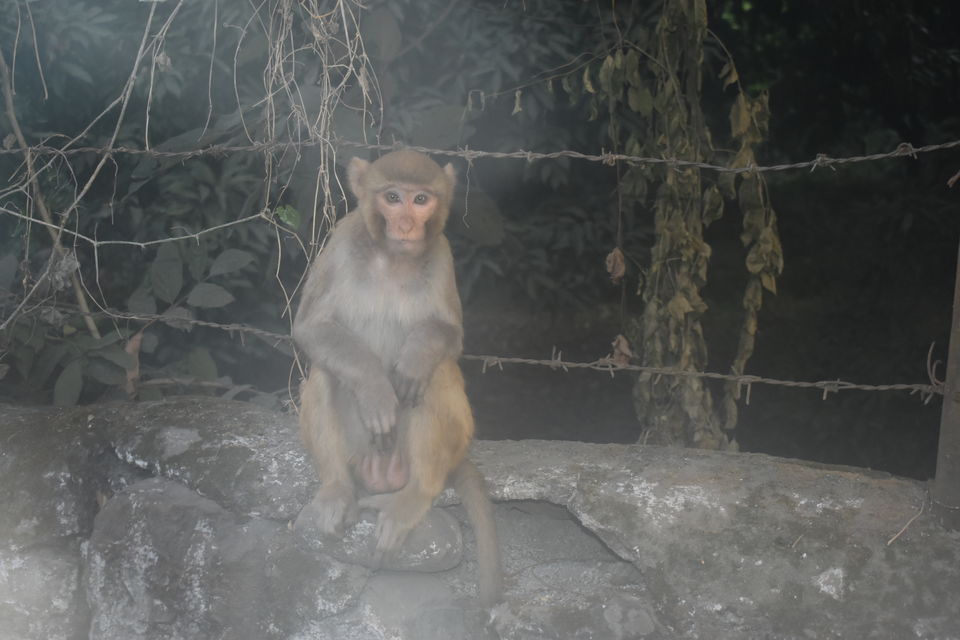 Photo of A Jim Corbett Staycation through Villotale. by KAUSTUBH DESHMUKH