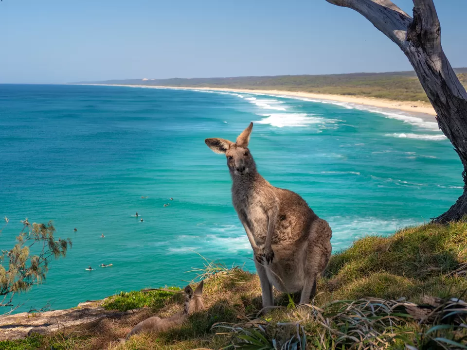 Photo of These Fascinating Animals in Australia Are Why the Island Continent Is Every Wildlife Lover’s Dream by Pooja Naik