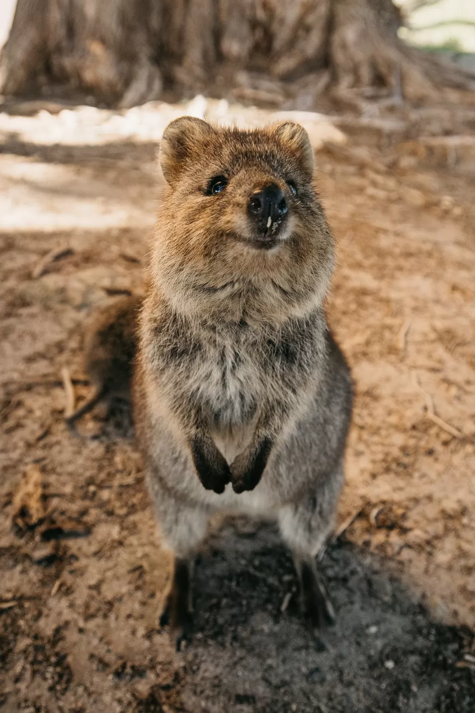 Photo of These Fascinating Animals in Australia Are Why the Island Continent Is Every Wildlife Lover’s Dream by Pooja Naik