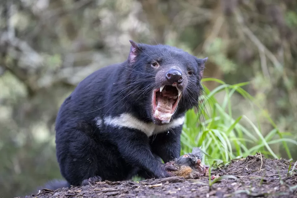 Photo of These Fascinating Animals in Australia Are Why the Island Continent Is Every Wildlife Lover’s Dream by Pooja Naik