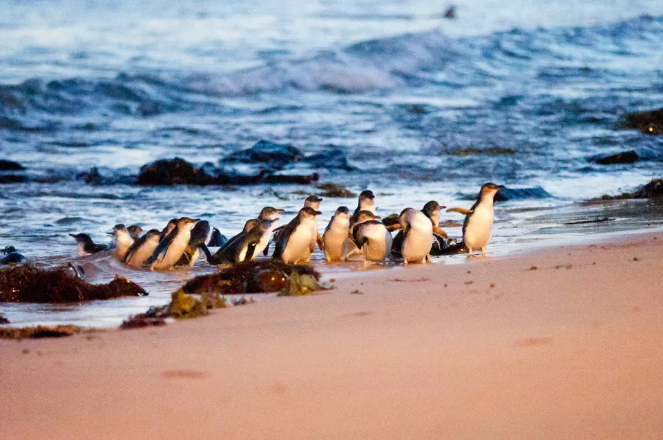 Photo of These Fascinating Animals in Australia Are Why the Island Continent Is Every Wildlife Lover’s Dream by Pooja Naik