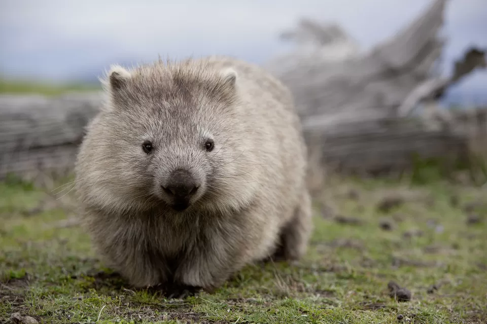 Photo of These Fascinating Animals in Australia Are Why the Island Continent Is Every Wildlife Lover’s Dream by Pooja Naik