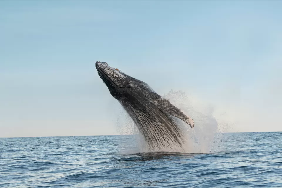 Photo of These Fascinating Animals in Australia Are Why the Island Continent Is Every Wildlife Lover’s Dream by Pooja Naik
