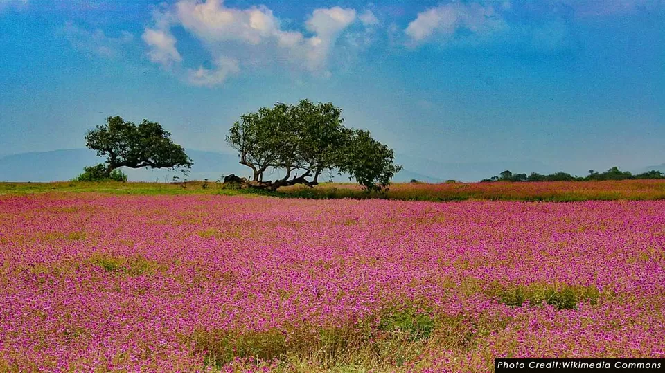 Photo of Kaas plateau, Pune Division by Pramila Sharma 