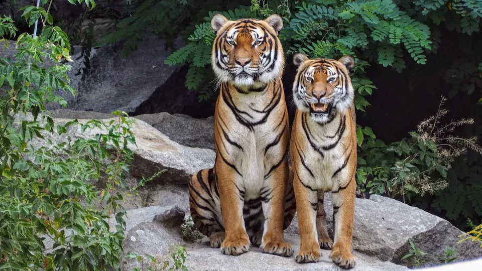 Photo of Parambikulam Tiger Reserve 7/9 by 