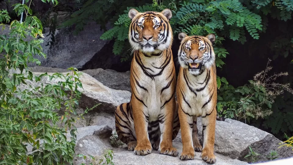 Photo of Parambikulam Tiger Reserve 7/9 by