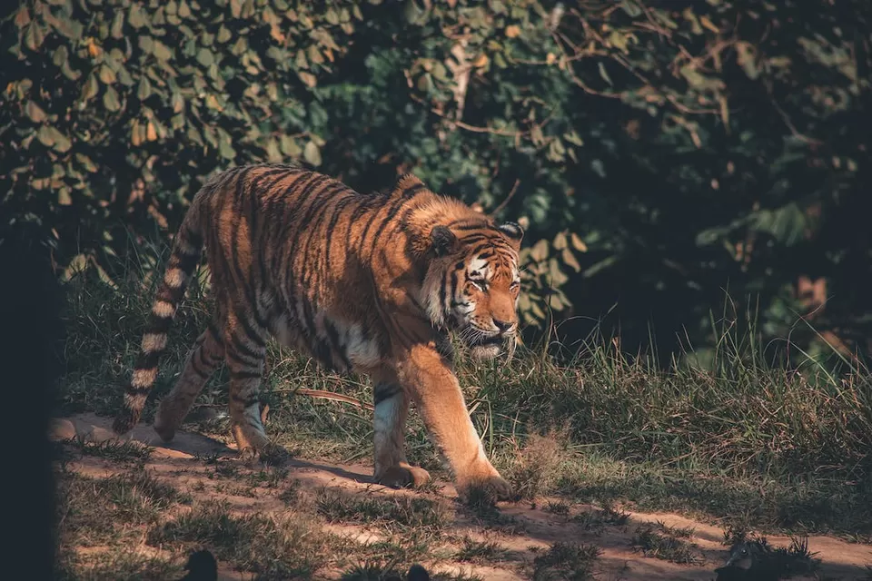 Photo of Parambikulam Tiger Reserve 9/9 by 
