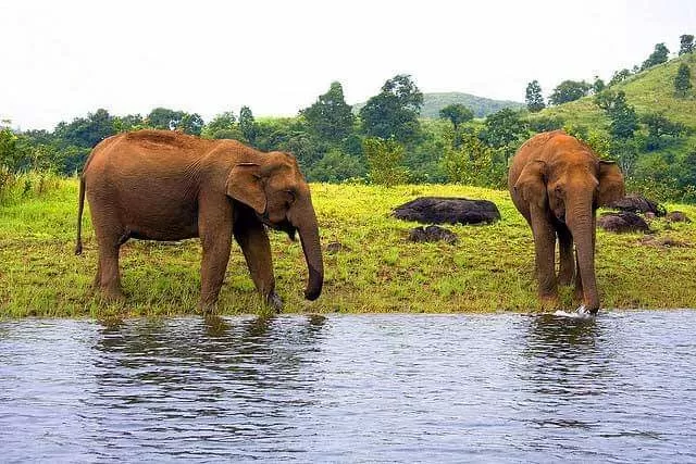 Photo of Periyar National Park 1/9 by 