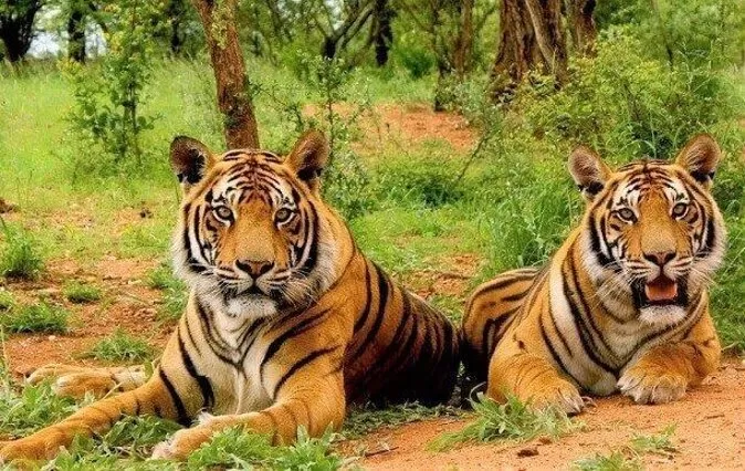 Photo of Sariska Tiger Reserve 1/6 by 
