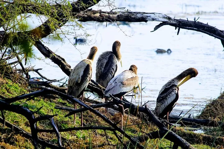 Photo of Okhla Bird Sanctuary 2/2 by 