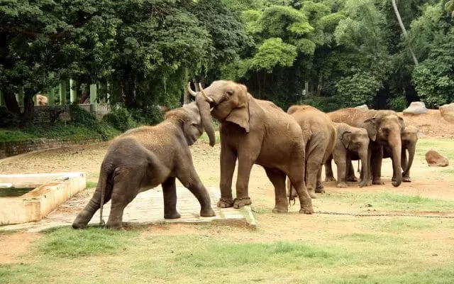 Photo of Mysore Zoo 4/5 by 