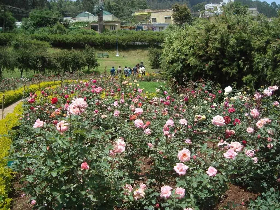 Photo of Ooty Rose Garden 3/3 by 