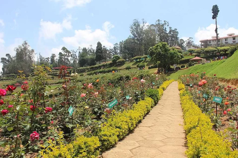Photo of Ooty Rose Garden 1/3 by 