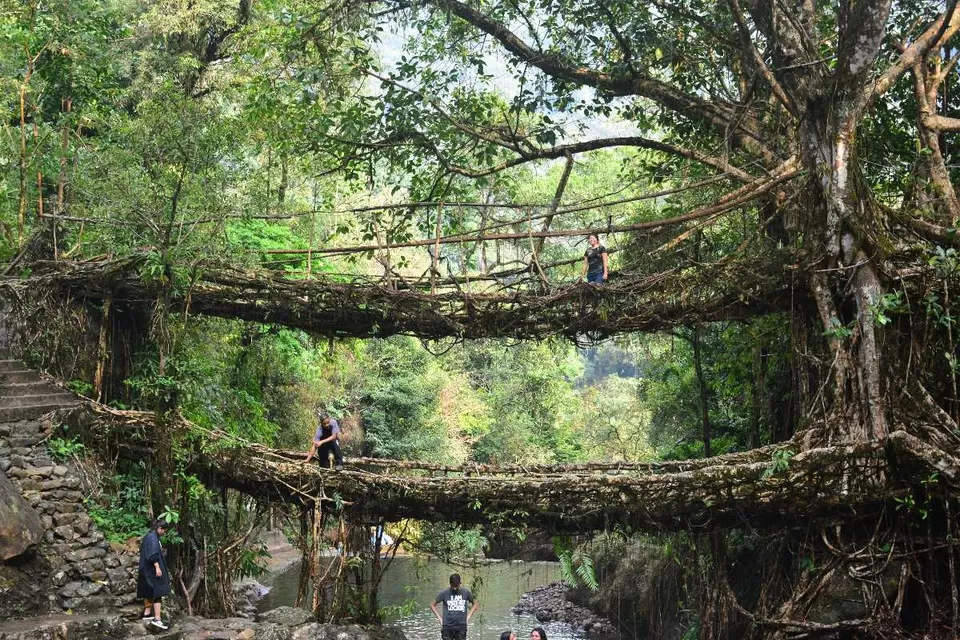Photo of Double Decker Living Root Bridge 1/2 by