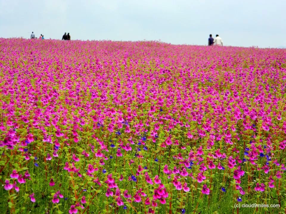 Tips and guide to visit Kaas Plateau – Maharashtra's Valley of Flowers –  Daily Passenger Travel Blog