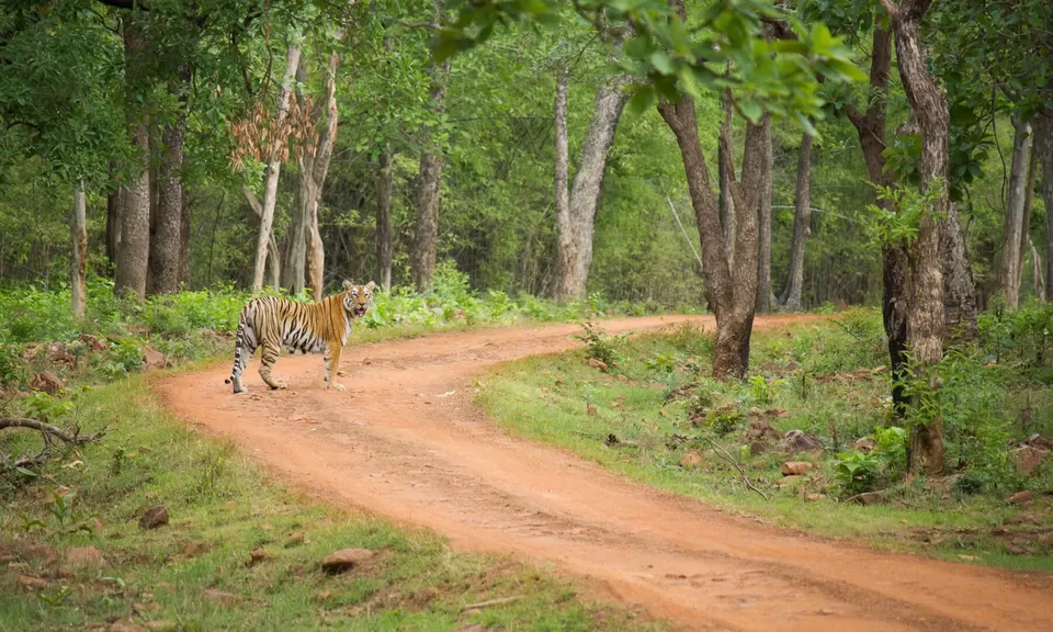 Photo of Tadoba National Park 1/3 by 