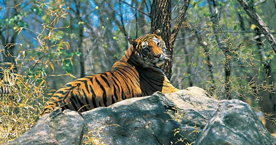 Photo of Parambikulam Wildlife Sanctuary 1/1 by