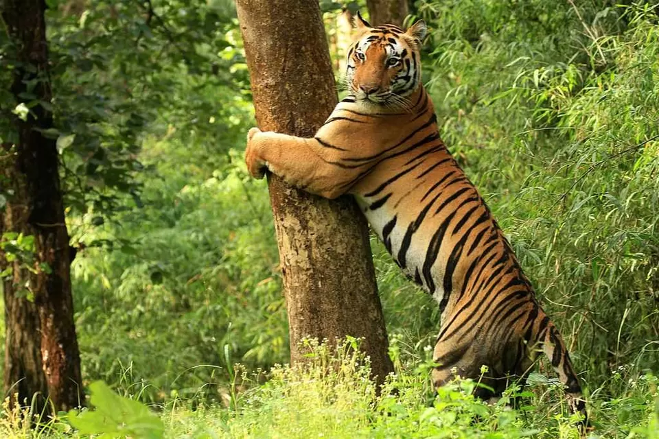 Photo of Kanha Tiger Reserve 1/1 by