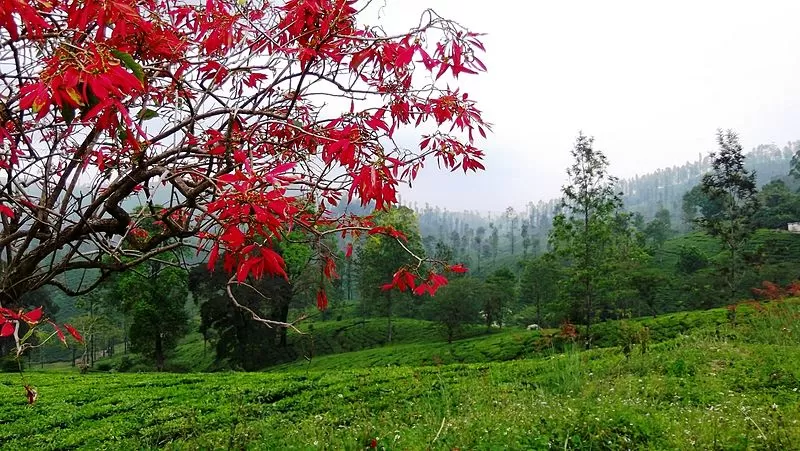 Photo of Chinnakanal, Idukki by Tripoto