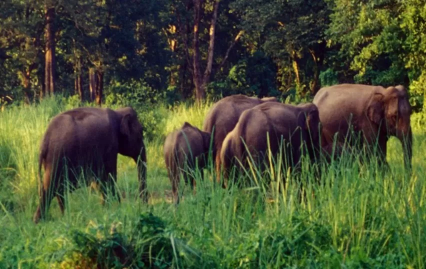 Photo of Mrugavani National Park 1/1 by