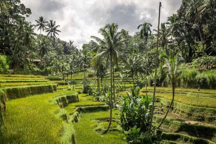 Photo of Munduk 2/3 by