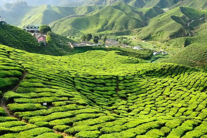 Photo of Cameron Highlands 1/7 by