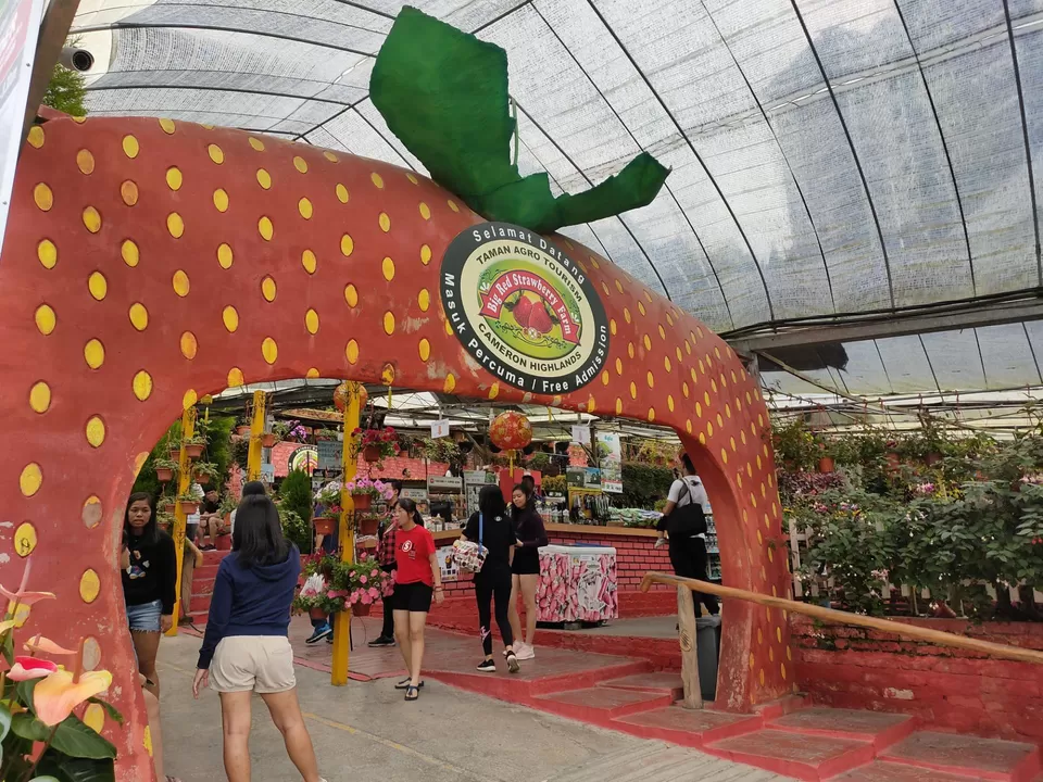 Photo of Cameron Highlands 6/7 by