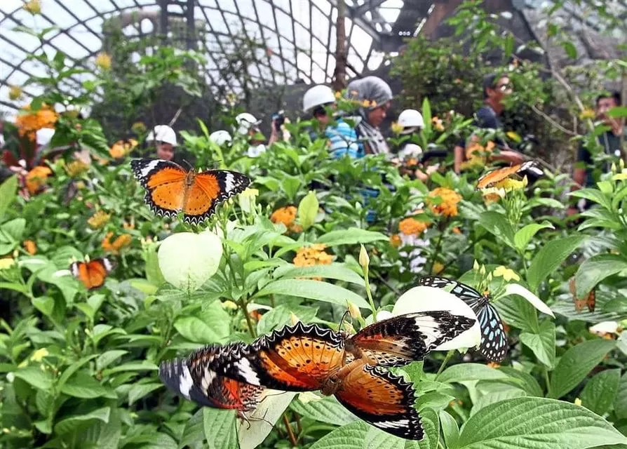 Photo of Kuala Lumpur Butterfly Park 2/2 by