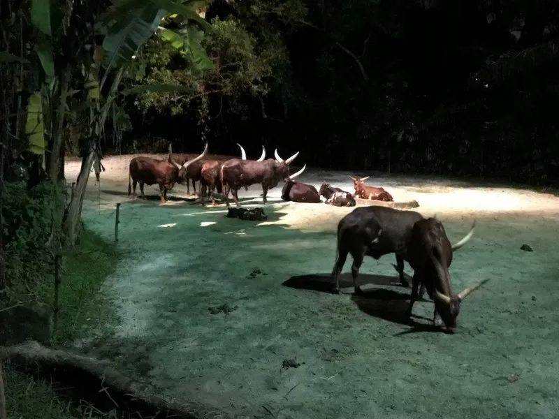 Photo of Singapore Night Safari 3/4 by 