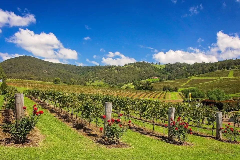 Photo of Hunter Valley 1/3 by