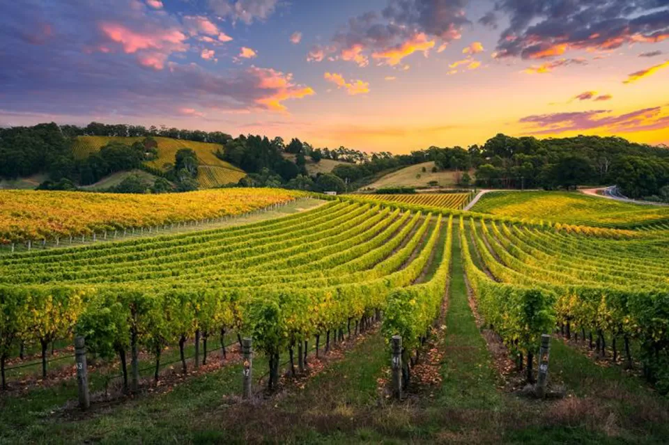 Photo of Swan Valley 3/5 by