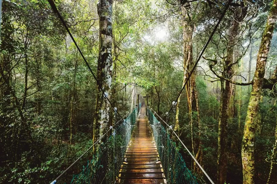 Lamington National Park: A World Heritage Rainforest Adventure