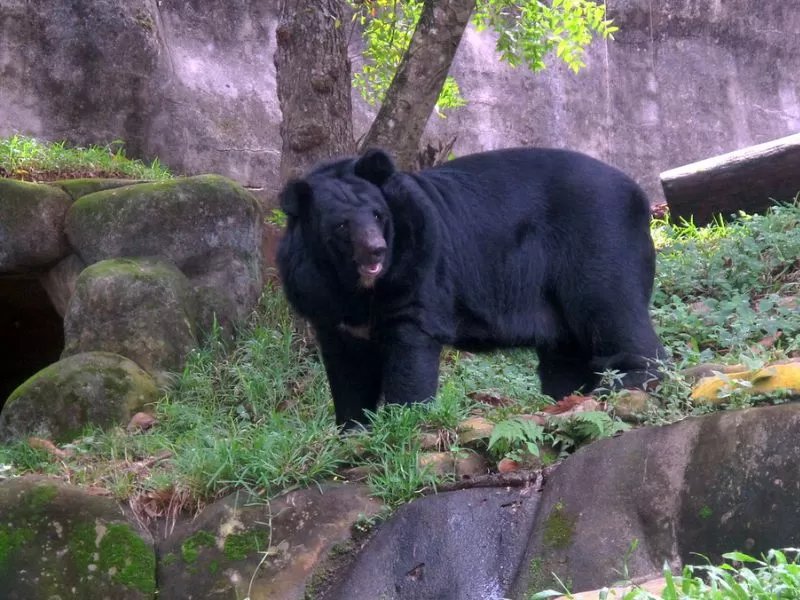 Photo of Thiruvananthapuram Zoo 2/4 by 