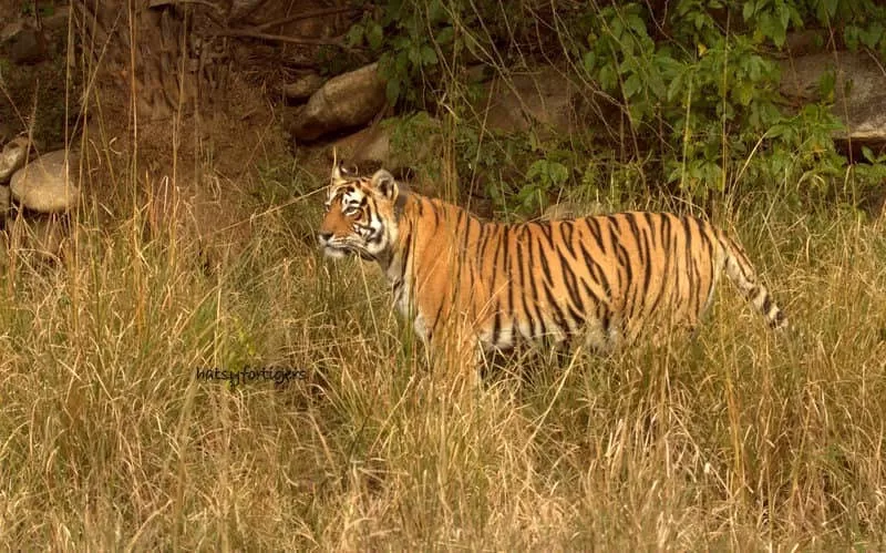 Photo of Sariska Tiger Reserve 2/6 by 