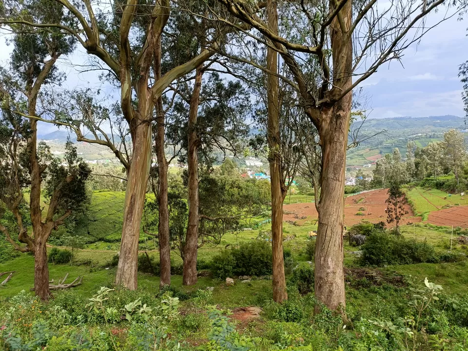 Photo of Ooty-Coonoor: The Twin Heavens of the Nilgiris by Titli Ghosh
