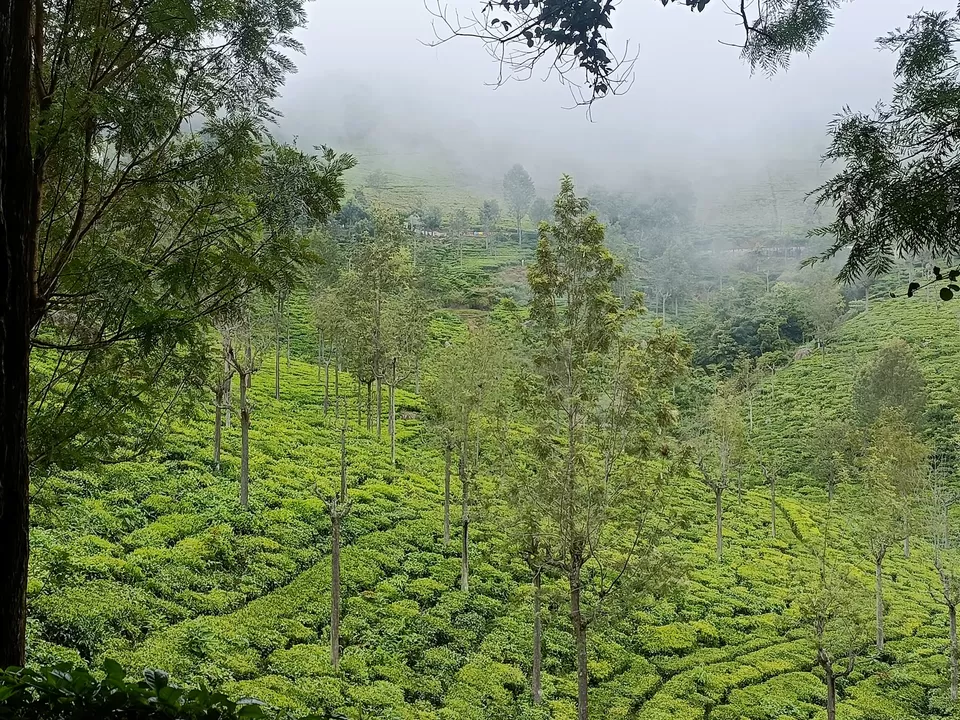 Photo of Ooty-Coonoor: The Twin Heavens of the Nilgiris by Titli Ghosh