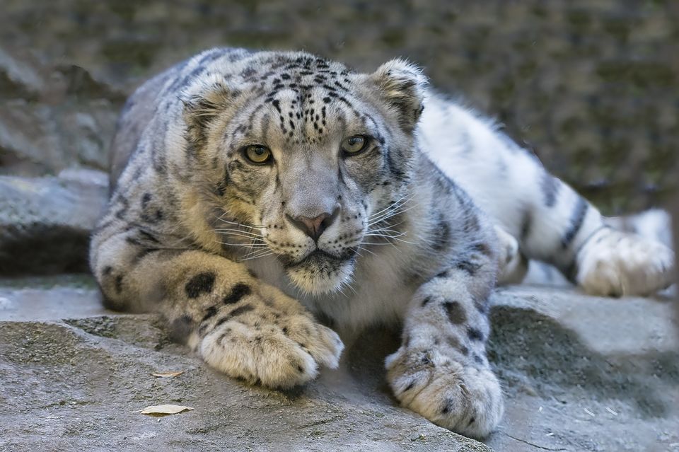 Photo of Tracking the Elusive Himalayan Snow Leopard: A Wildlife Guard's Journey in Ladakh by Khyati Maloo