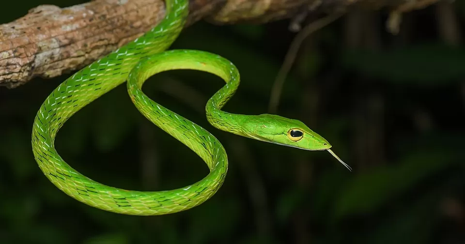 Photo of Amboli Ghat Wildlife: A Photographic Journey Through the Biodiversity Hotspot by sakib SEO work 1 sakibseowork1