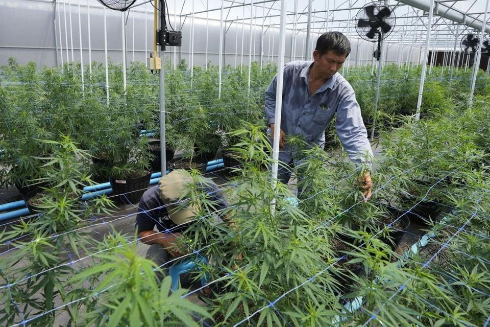 Photo of Here's the First Asian Country to Legalize Cannabis, with Heavy Penalty on Those Who Smoke in Public by Kadambari Bhatte (curlytravelmess)