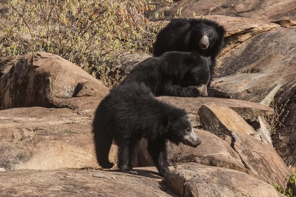 Photo of Daroji Sloth Bear Sanctuary, Seetharama Tanda by Kadambari Bhatte (curlytravelmess)