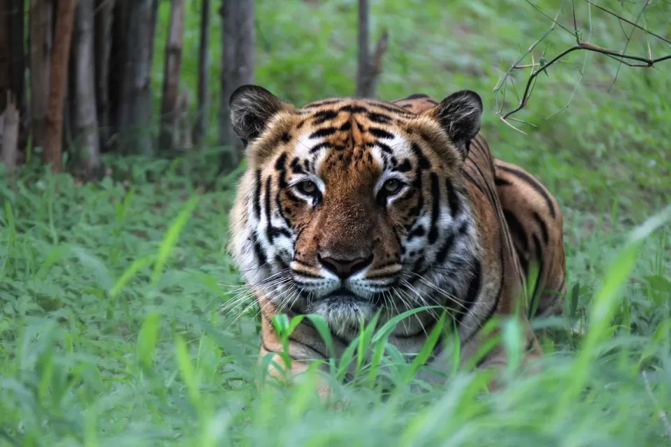 Photo of Bandhavgarh National Park, Tala by Kadambari Bhatte (curlytravelmess)