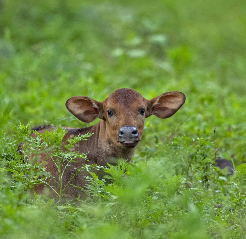 Photo of Mudumalai Tiger Reserve, India by Kadambari Bhatte (curlytravelmess)