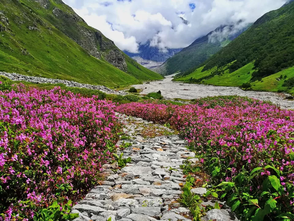 Photo of Valley of Flowers, Garhwal Division by Kadambari Bhatte (curlytravelmess)
