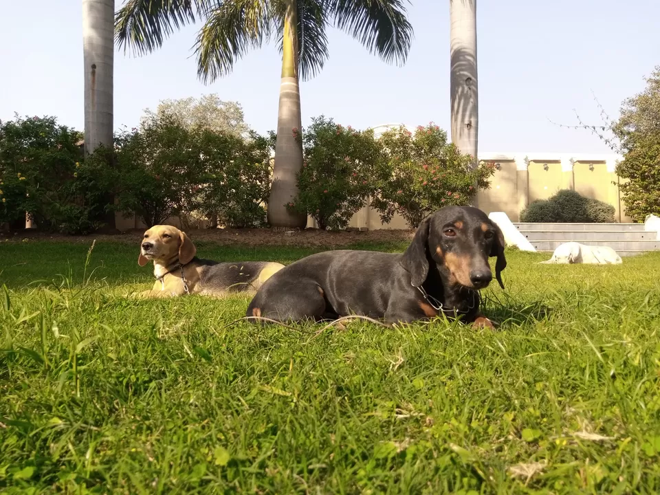 Photo of A Home For Nature Lovers - Jambughoda Palace, Jambughoda by Kadambari Bhatte (curlytravelmess)