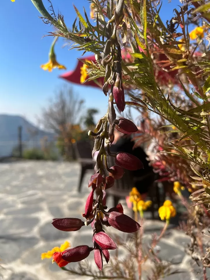 Photo of Pangoot, Kumaon Division by भ्रमणिका (The Voyager)