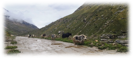Photo of Conquering the Spiti Valley: A Mile Munchers Adventure by DR.MOHAMED ALI